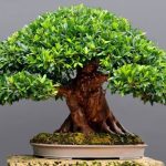বনসাই গাছের দাম কত । বনসাই গাছের উপকারিতা