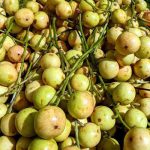 লটকনের উপকারিতা ও অপকারিতা