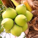 খালি পেটে ডাবের পানি খেলে শরীরে যা ঘটে
