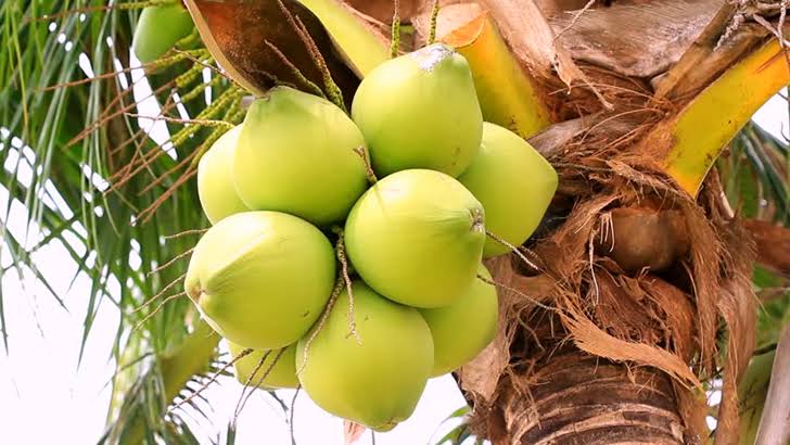 খালি পেটে ডাবের পানি খেলে শরীরে যা ঘটে