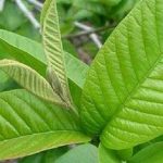 পেয়ারা পাতার উপকারিতা । পেয়ারা পাতার গুণাগুণ